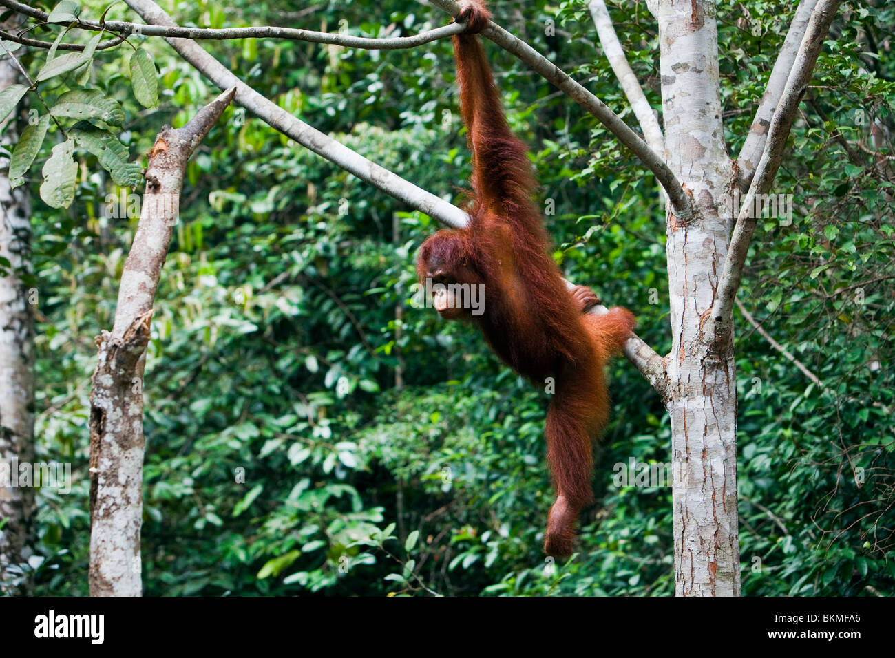 (Orangutan Pongo pygmaeus) appesi gli alberi all'Semenngoh Centro faunistico. Kuching, Sarawak, Borneo Malese. Foto Stock