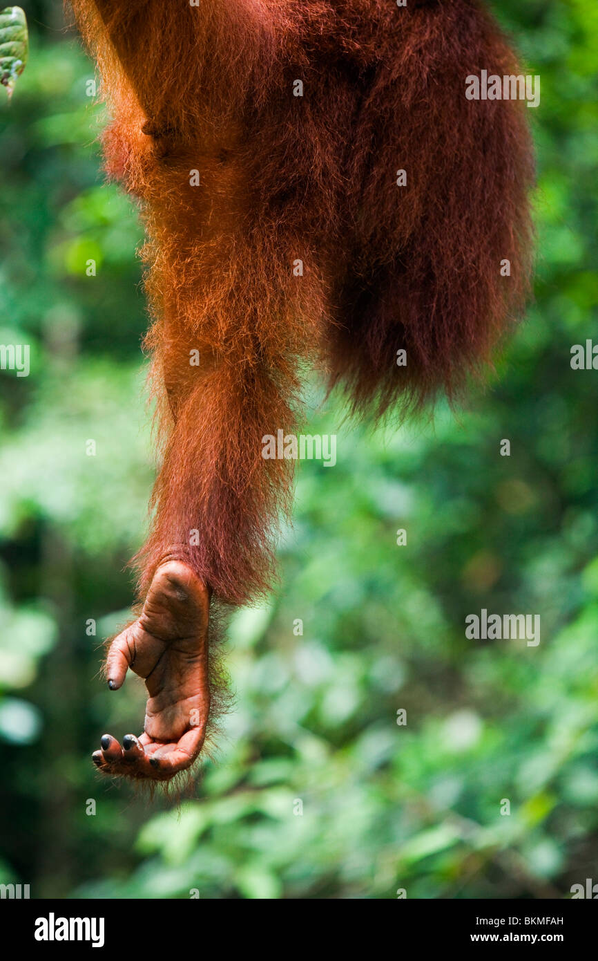 La gamba di un orango tango (Pongo pygmaeus) è appeso a mezz'aria. Semenngoh Centro faunistico, Kuching, Sarawak, Borneo Malese. Foto Stock