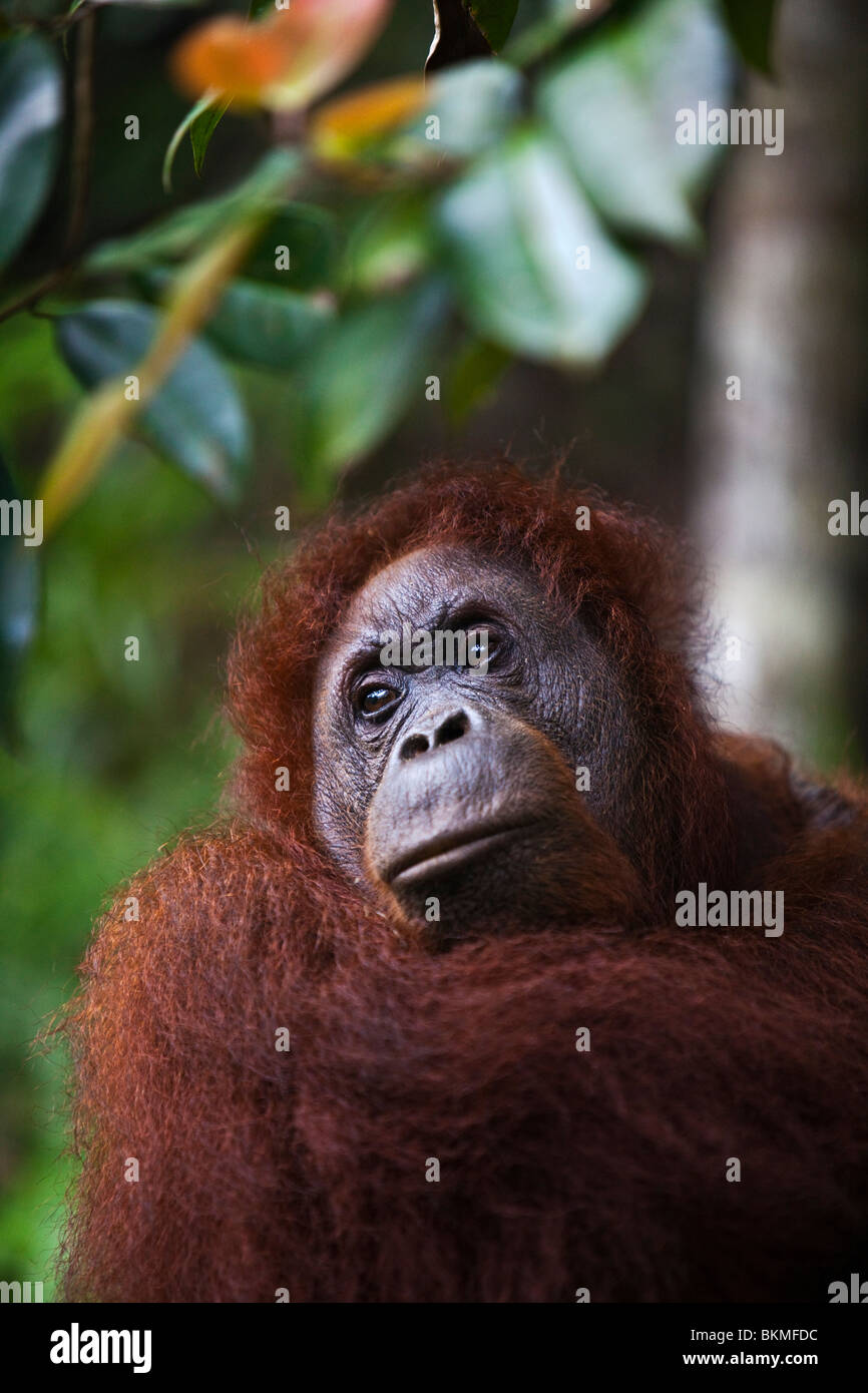 Ritratto di un adulto (orangutan Pongo pygmaeus). Semenngoh Centro faunistico, Kuching, Sarawak, Borneo Malese. Foto Stock