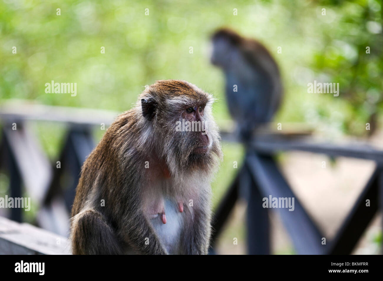 Macaque seduta sul lungomare di mangrovie. Bako National Park,Kuching, Sarawak, Borneo Malese. Foto Stock