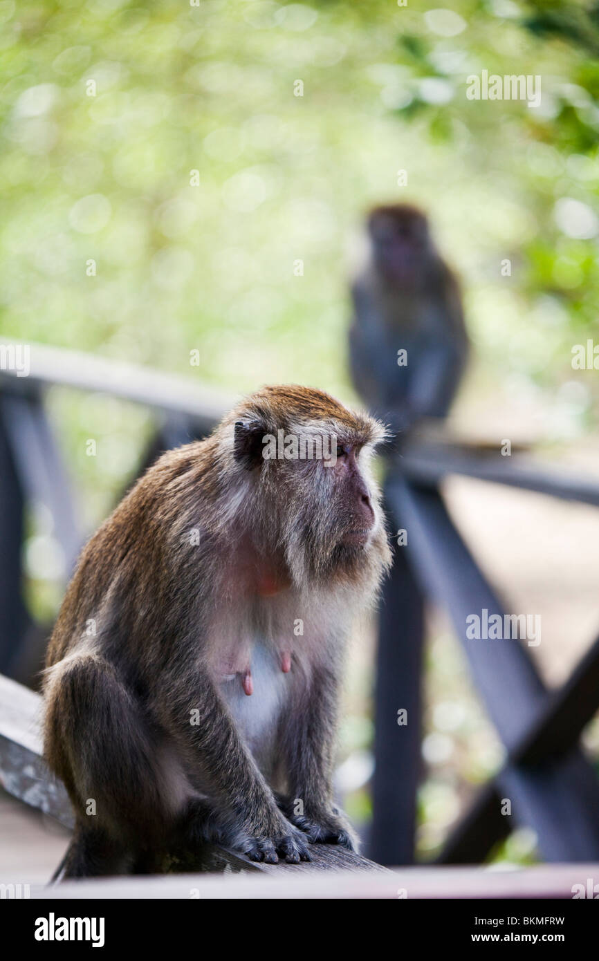 Macaque seduta sul lungomare di mangrovie. Bako National Park,Kuching, Sarawak, Borneo Malese. Foto Stock