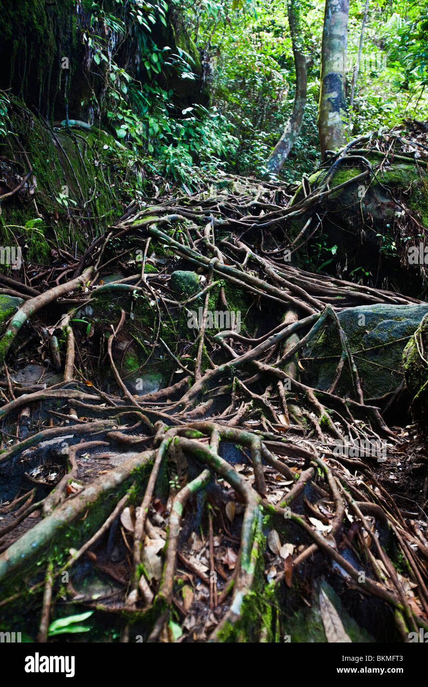 Groviglio delle radici degli alberi lungo la giungla walking trail nel Bako National Park. Kuching, Sarawak, Borneo Malese. Foto Stock
