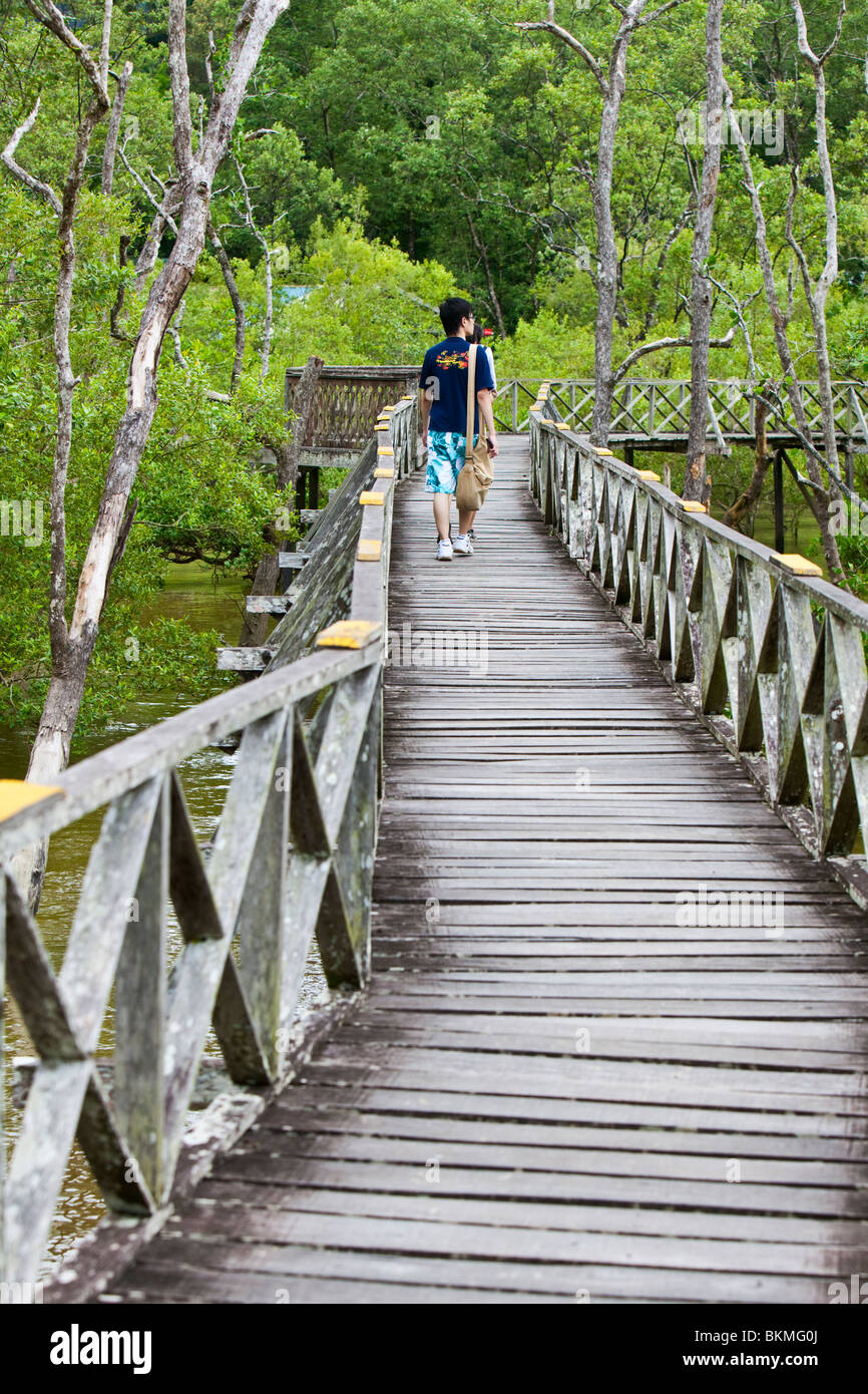 Passeggiate turistiche lungo la foresta di mangrovie boardwalk in Teluk Assam. Bako National Park, Kuching, Sarawak, Borneo Malese. Foto Stock