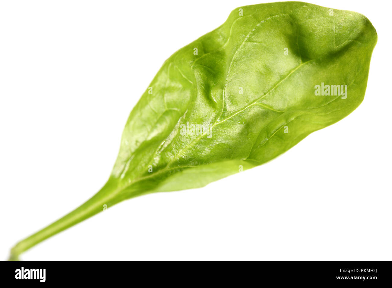 foglia di spinaci Foto Stock