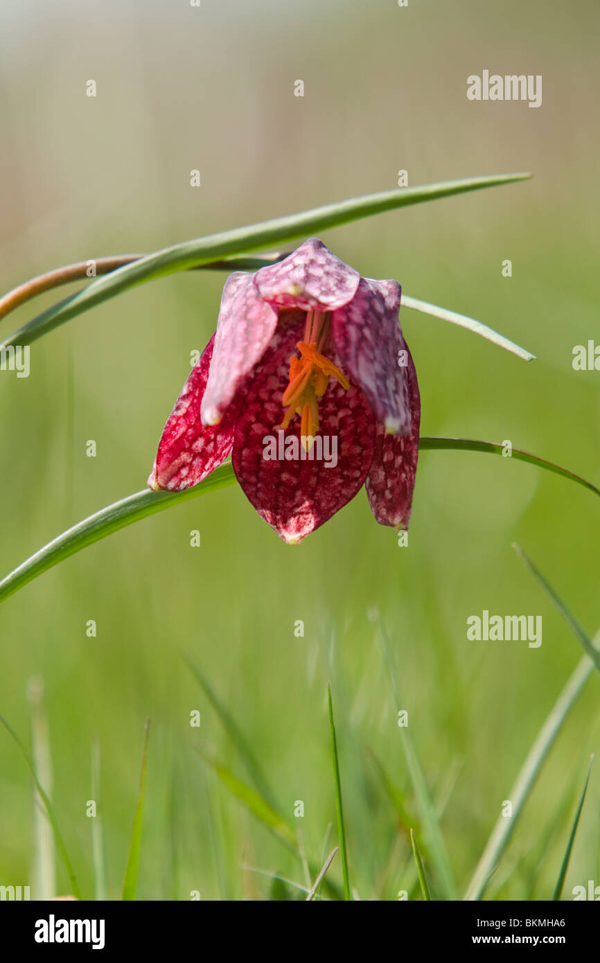 Close up fiore viola flowerhead Snakeshead fritlliary ,Fritillaria meleagris fotografato in Gloustershire Foto Stock