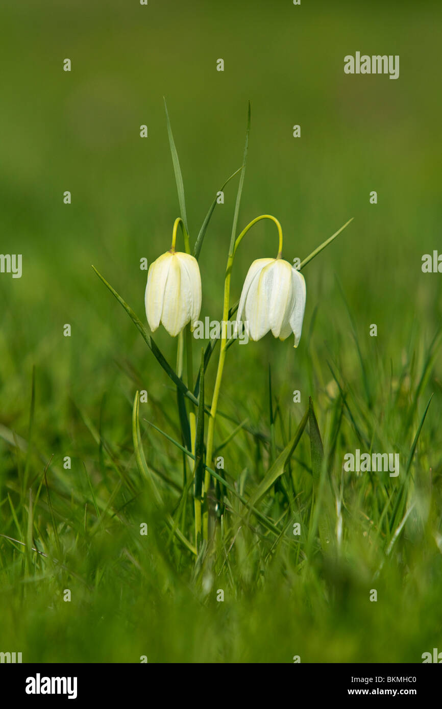 2 teste di bianco Snakeshead fritillary; Foto Stock