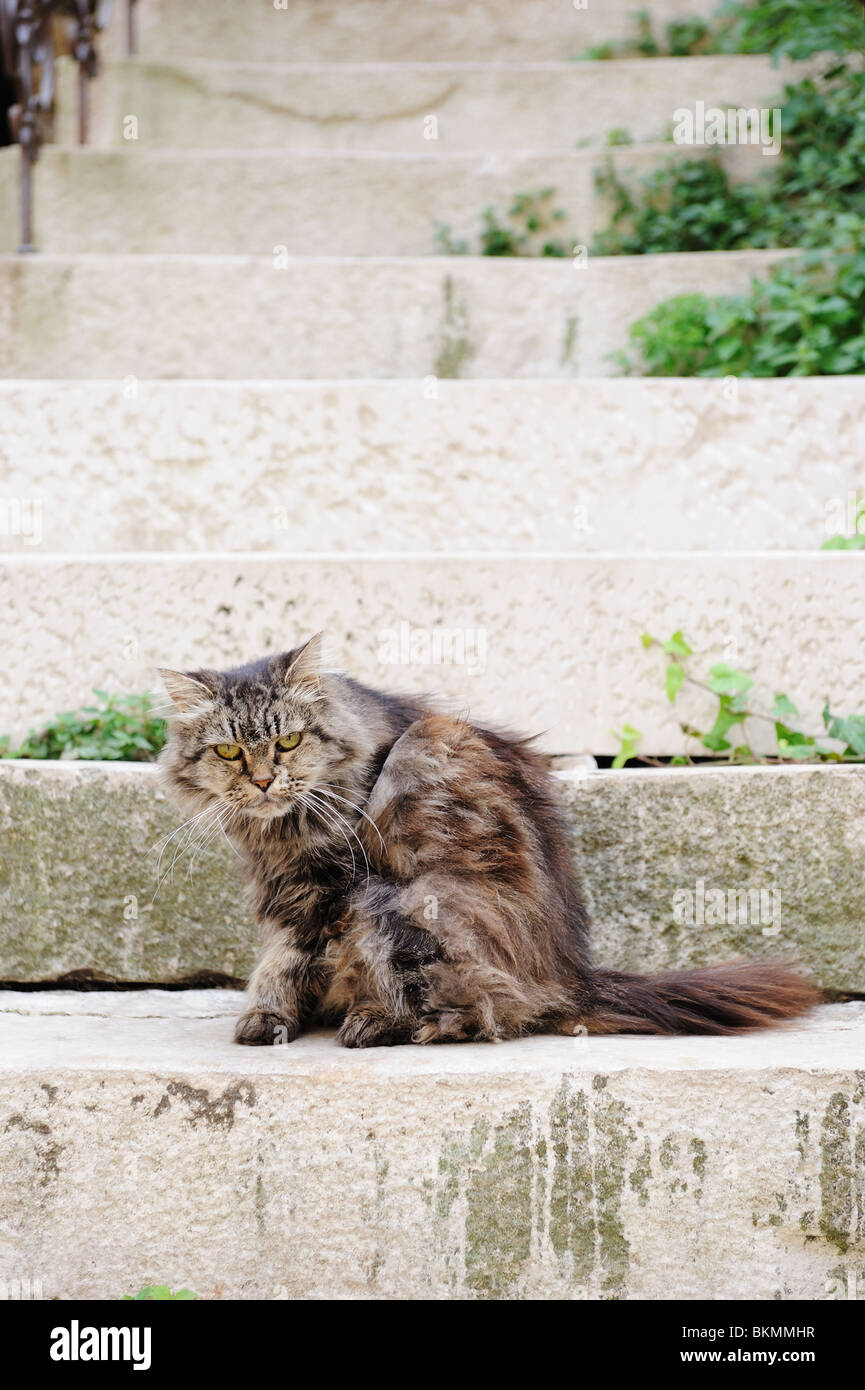 Mad arrabbiato cat con atteggiamento sui passi in Europa scowling Foto Stock