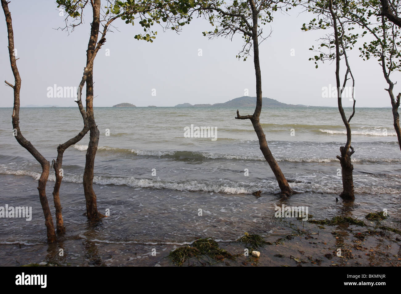 La crescita di mangrovie su Kep beach, Cambogia Foto Stock