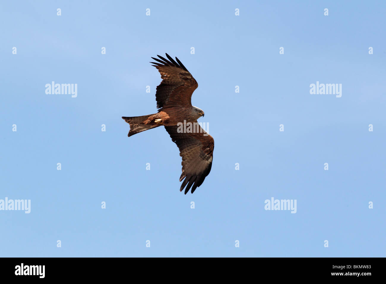 Nibbio, Milvus migrans, singolo uccello in volo contro il cielo blu, il sud della Spagna, Aprile 2010 Foto Stock