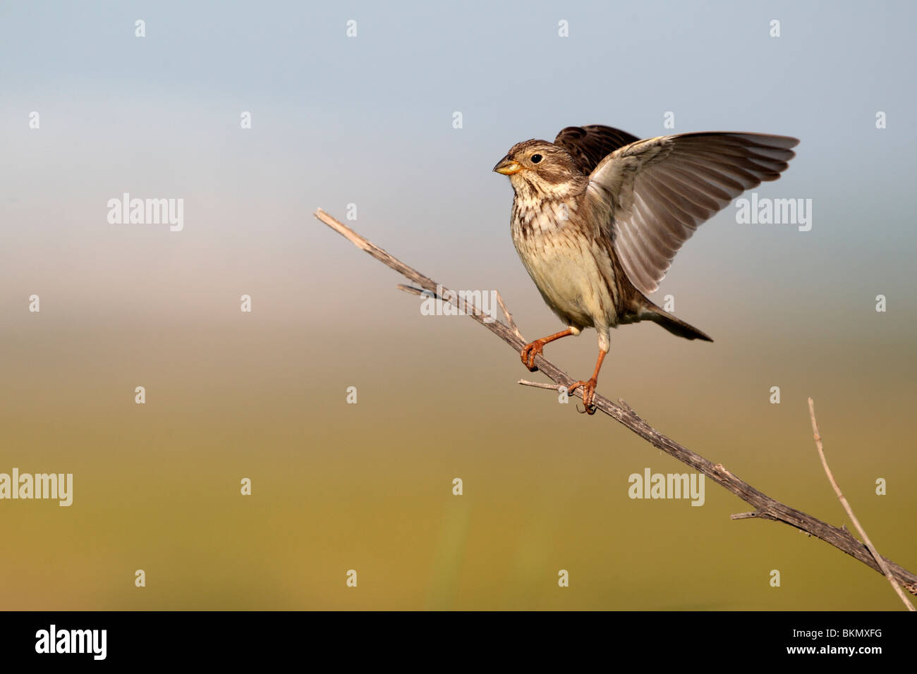 Corn bunting, Emberiza calandra, singolo uccello sul ramo allungamento alare, il sud della Spagna, Aprile 2010 Foto Stock