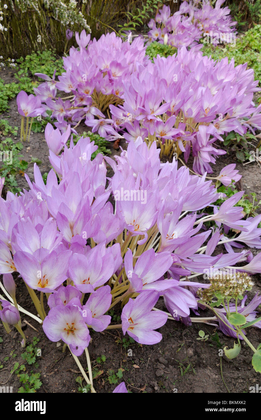 Il croco d'autunno (colchicum speciosum) Foto Stock