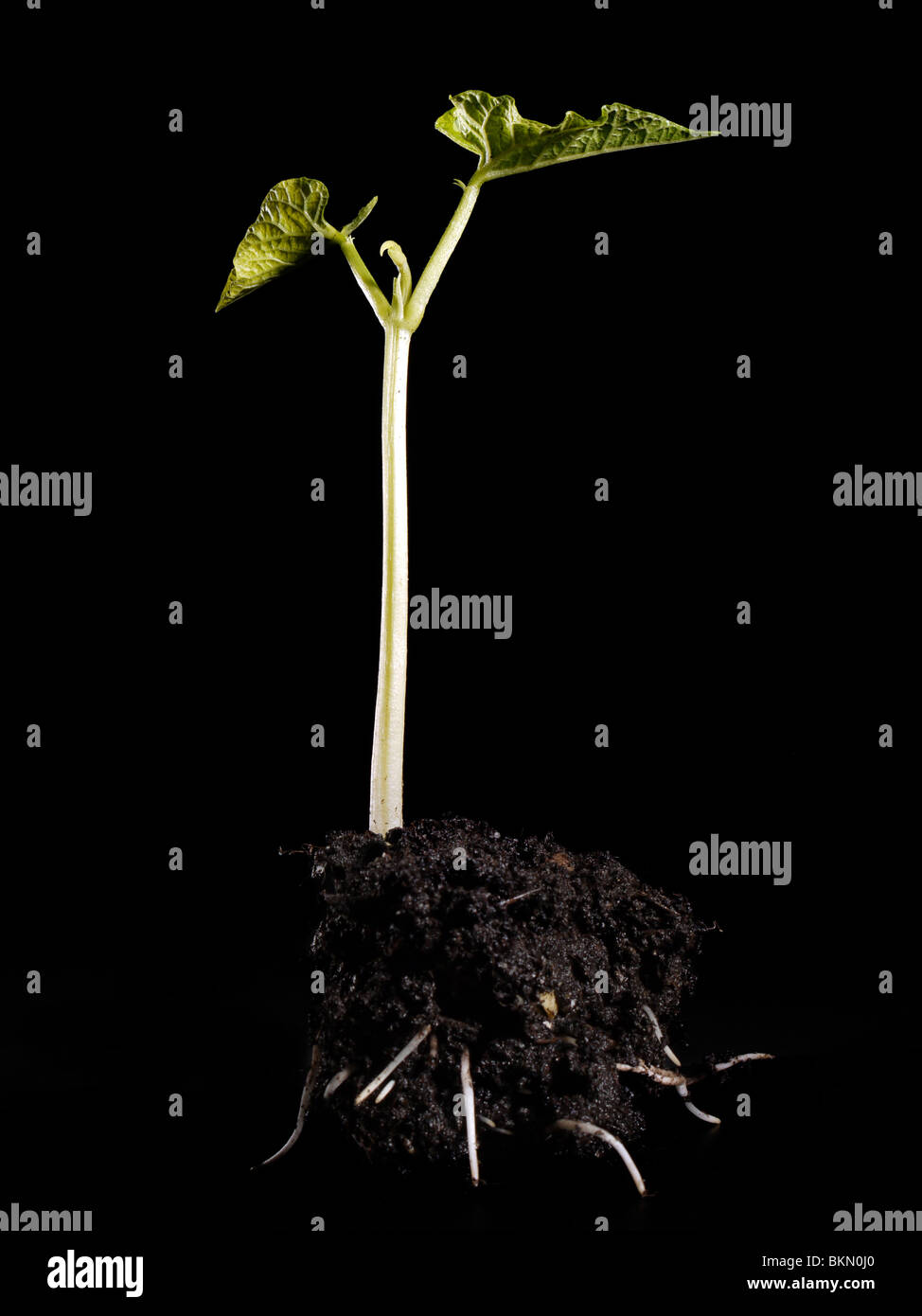 Giovane germoglio di fagiolo la germinazione - colpo su sfondo nero Foto Stock