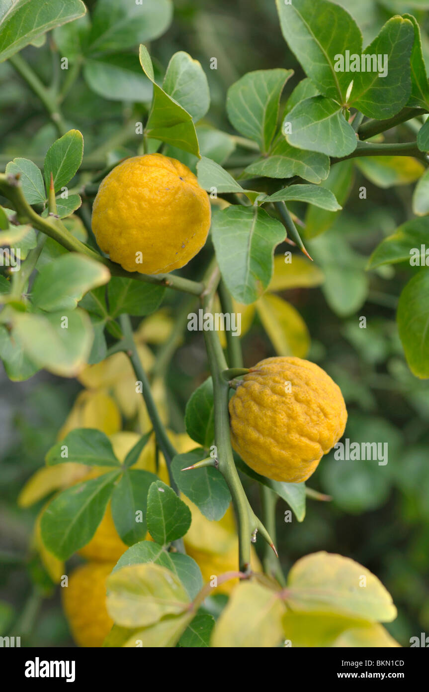 Arancio amaro (Poncirus trifoliata) Foto Stock