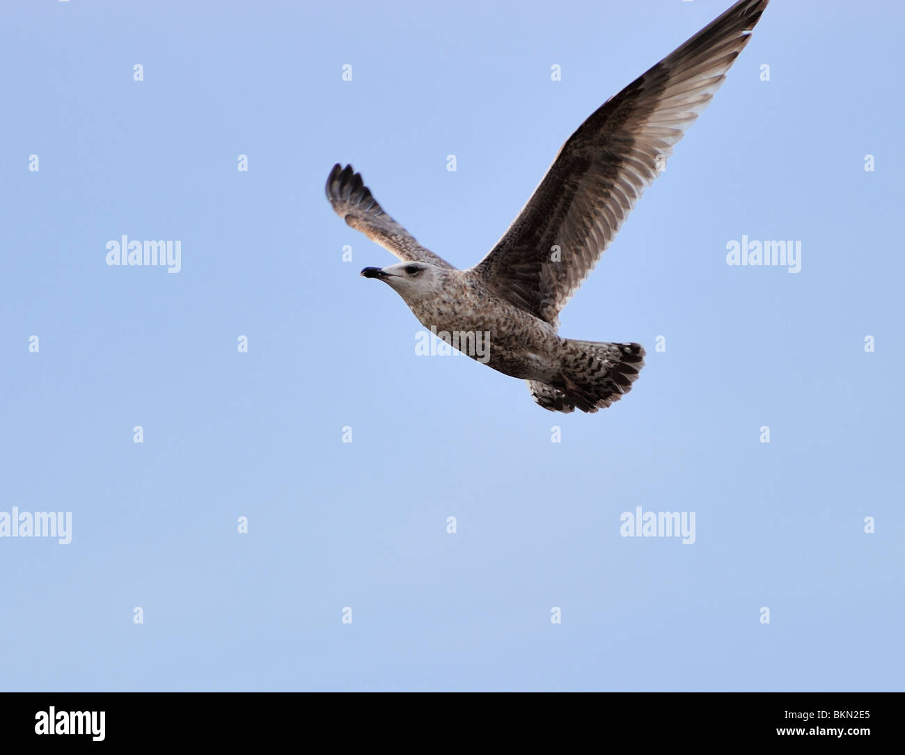 Aringhe giovani gabbiano volare nel cielo blu Foto Stock