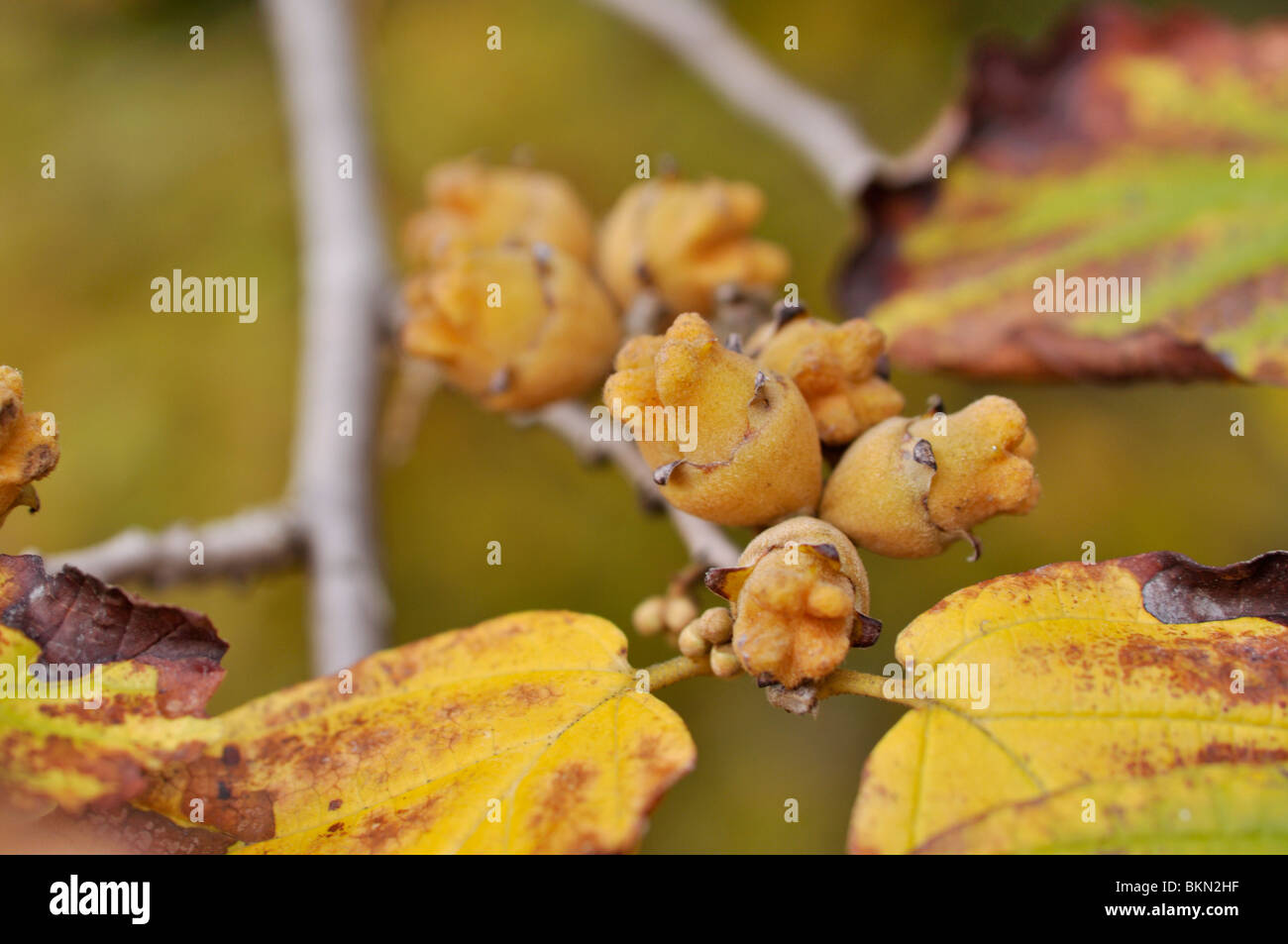 American amamelide (hamamelis virginiana) Foto Stock