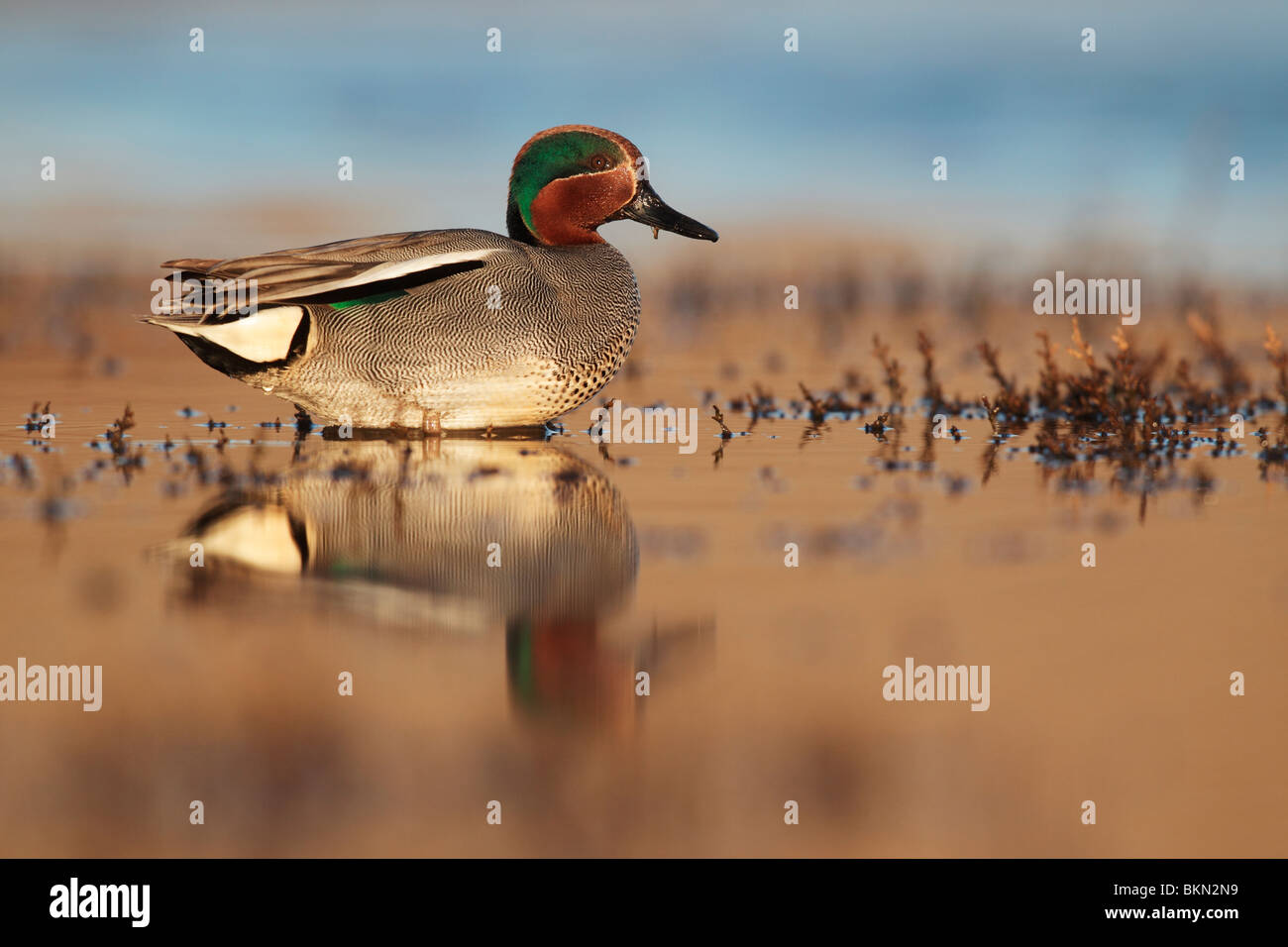 Teal, Anas crecca, singolo maschio su acqua, Norfolk, Marzo 2010 Foto Stock