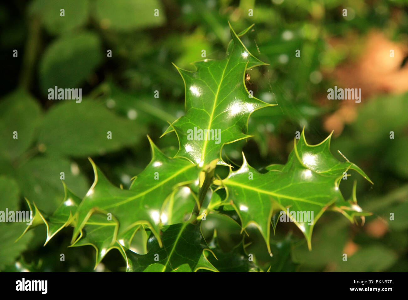 Immagine ravvicinata di un rametto di agrifoglio. Foto Stock