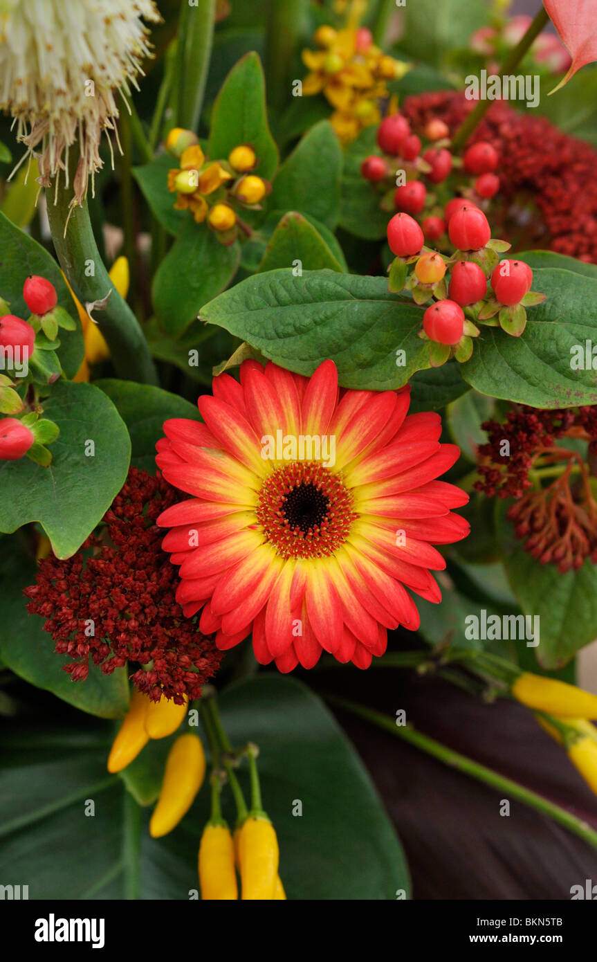 Gerbera, pepe decorativo (Capsicum) e erba di San Giovanni (Hypericum) Foto Stock