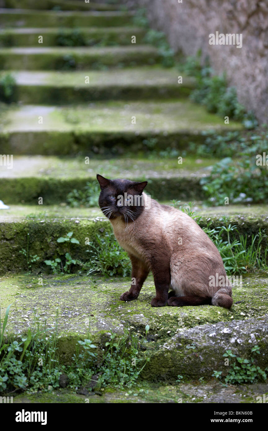 Un gatto italiano a Capestrano. Il Pet, Italia, Italia, animale domestico Foto Stock