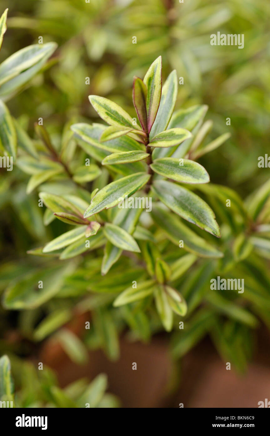 Arbustiva veronica (hebe viola shamrock) Foto Stock