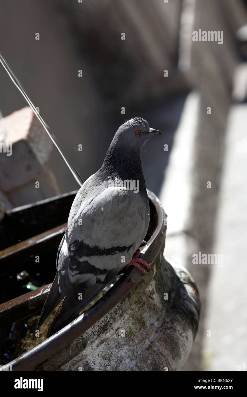 Un piccione in Italia Foto Stock