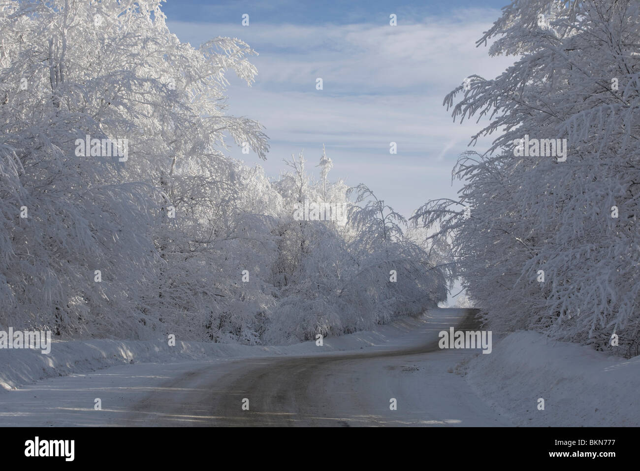 Una strada che corre tra gli alberi Snow-Covered Foto Stock