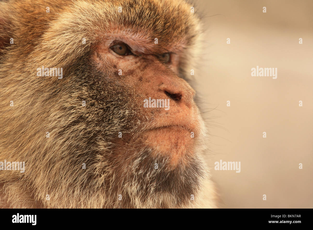 Immagine ravvicinata di una scimmia di Gibilterra alla sommità della roccia, comunemente noto come Barbery Ape. Foto Stock