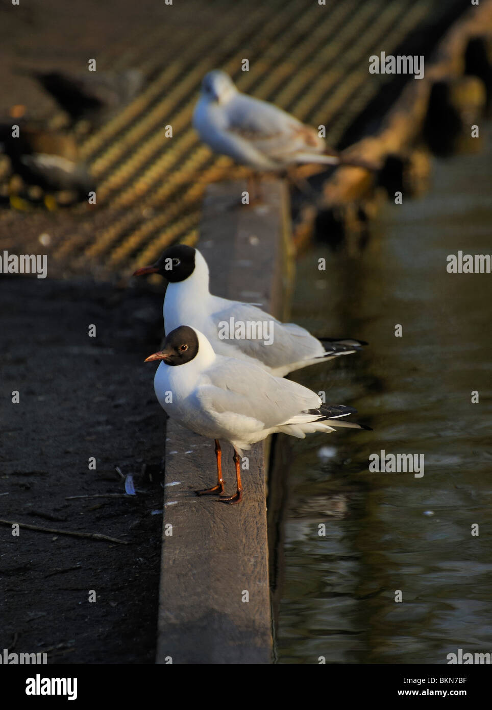 Testa nera i gabbiani sono ' appollaiati lineup di formatura su una banca del lago Foto Stock