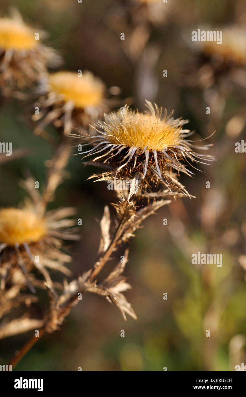 Comune di carline thistle (carlina vulgaris) Foto Stock