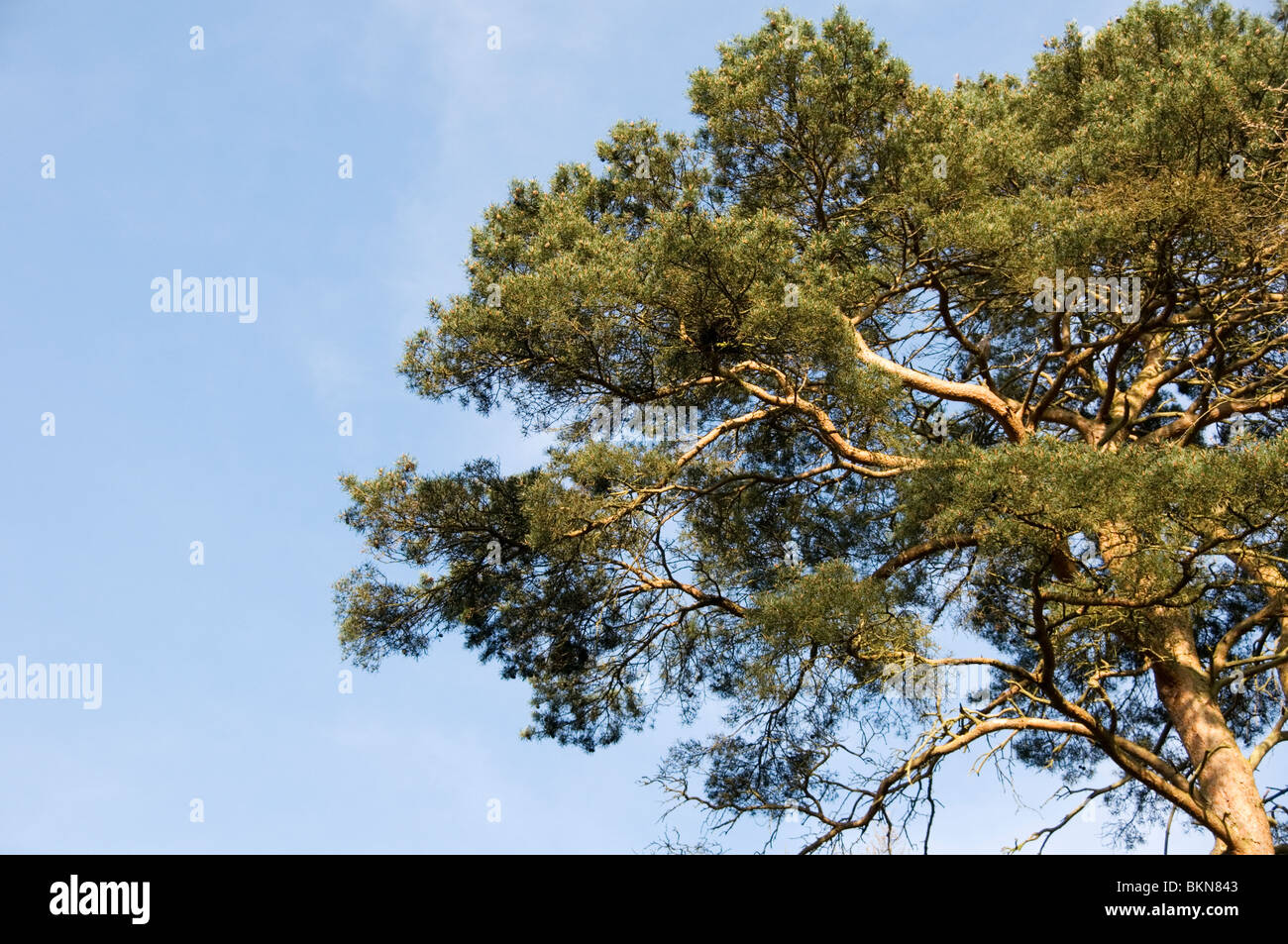 Un pino silvestre (Pinus sylvestris) tree Foto Stock