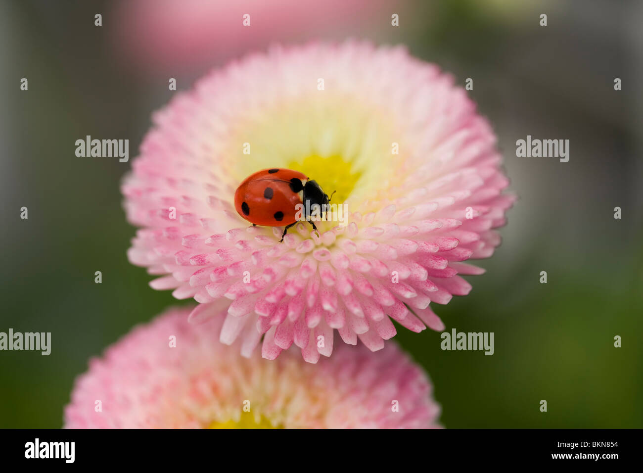 Coccinella su un fiore rosa Foto Stock