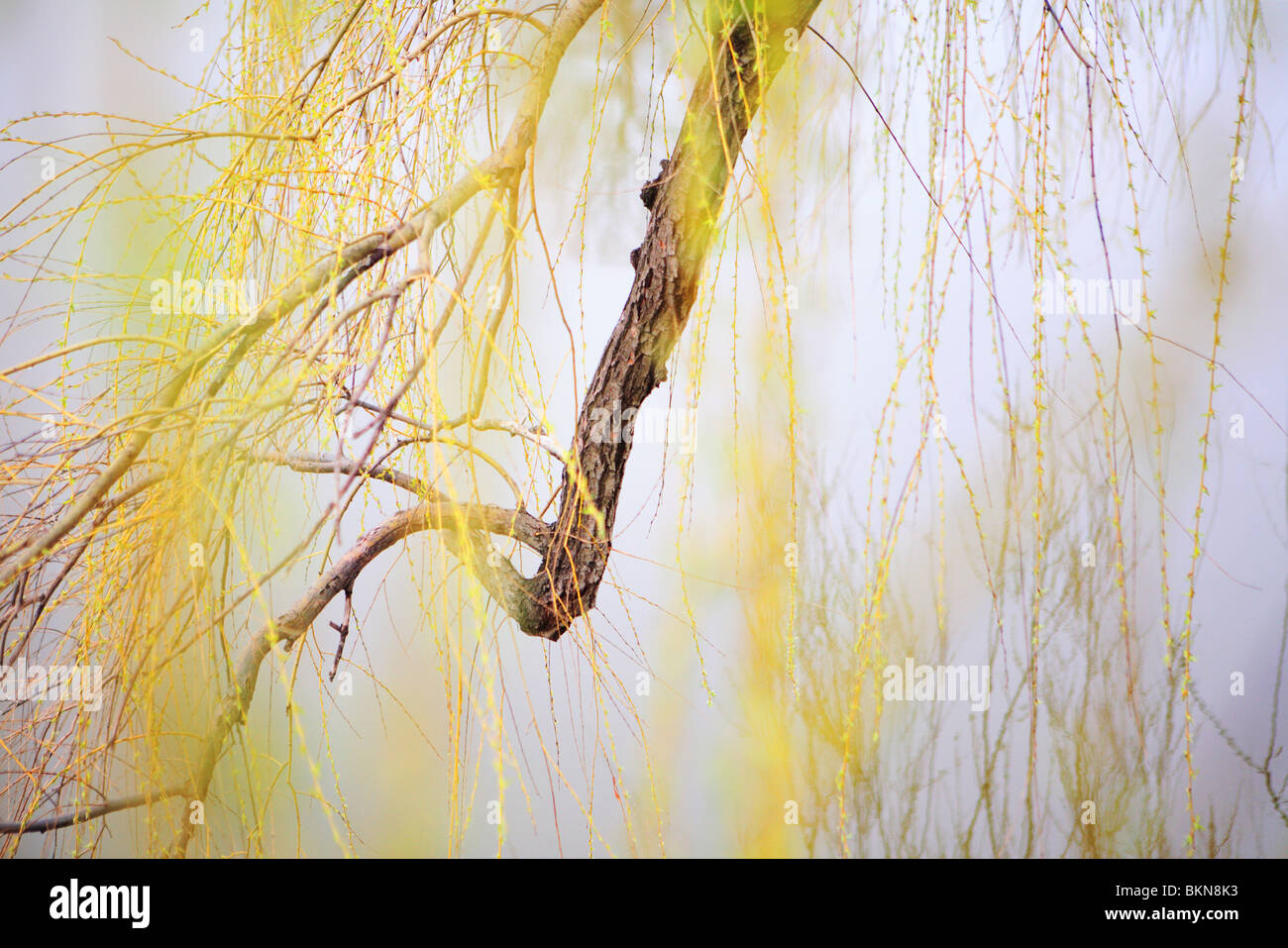 Il salice bianco (Salix alba 'TRISITS') ramo di albero in primavera nel nord dell'Illinois, Stati Uniti d'America Foto Stock