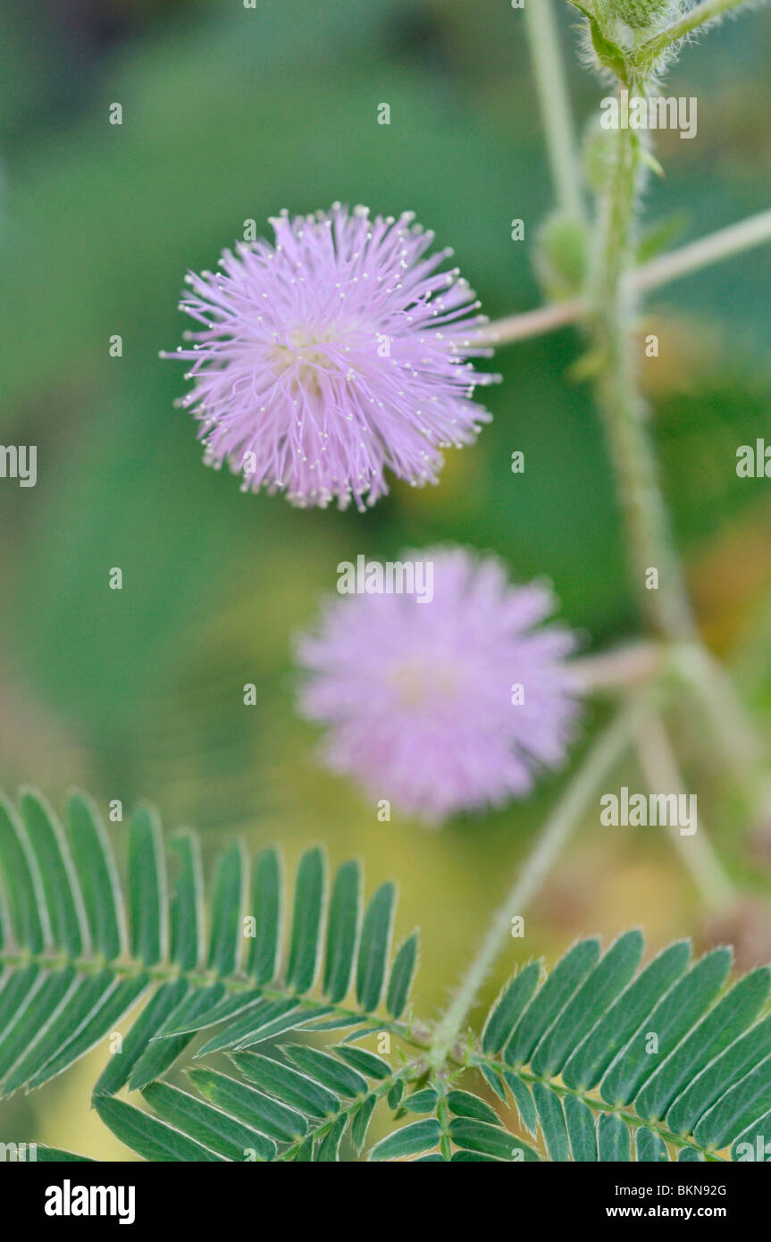 Impianto sensibili (mimosa pudica) Foto Stock