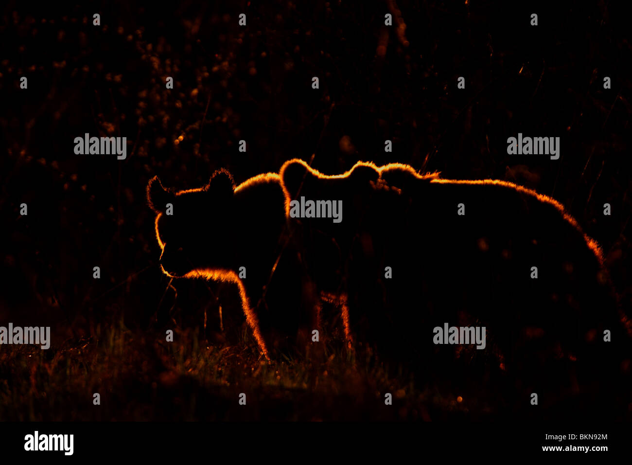 Due comunità l'orso bruno (Ursus arctos) stagliano al tramonto. Foto Stock