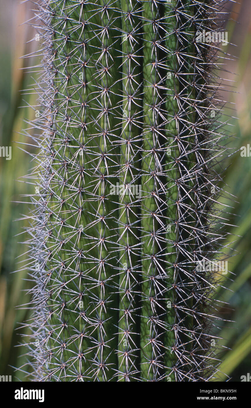 Organo a canne cactus dettaglio. Foto Stock