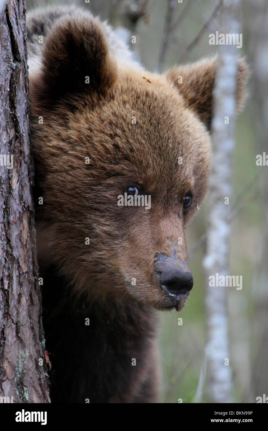 Ritratto di un europeo l'orso bruno (Ursus arctos). Maggio 2010 Foto Stock
