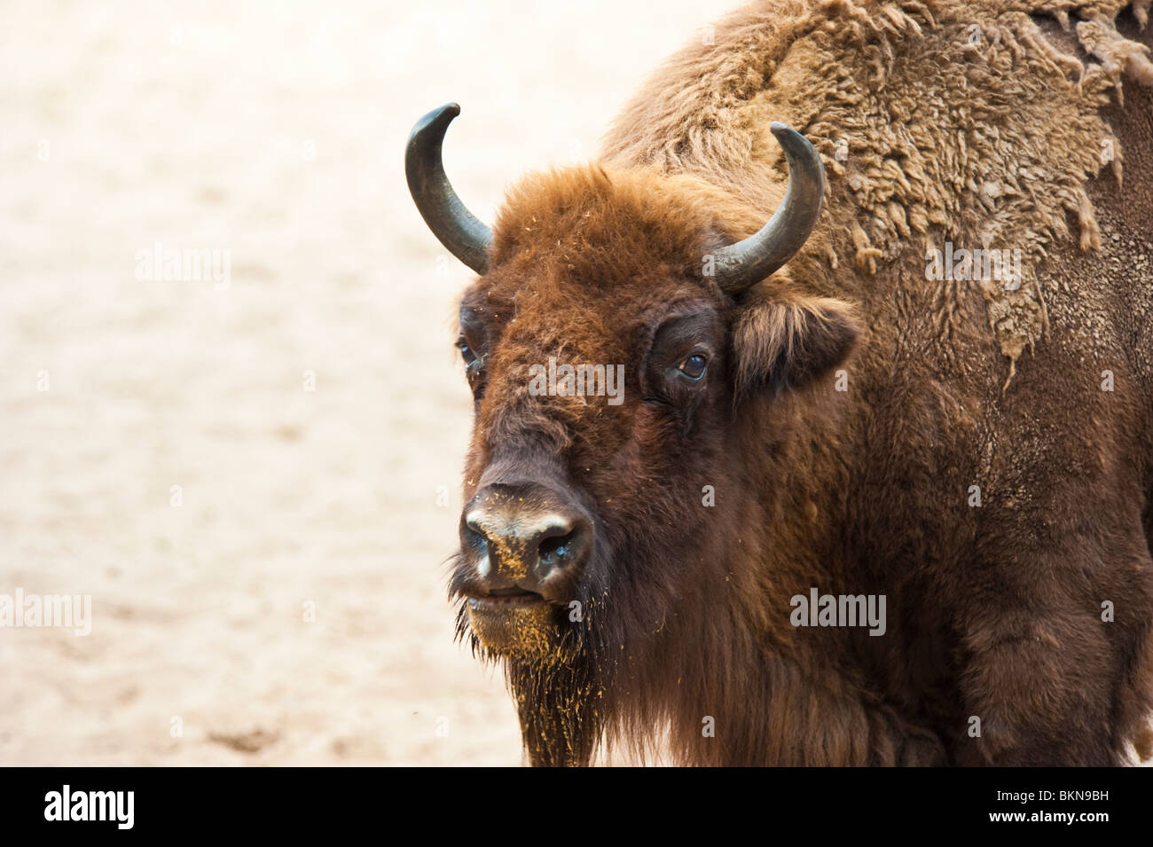 Wisent / Bison bonascus / Bisonte Europeo a Demerower Werder, Germania Foto Stock