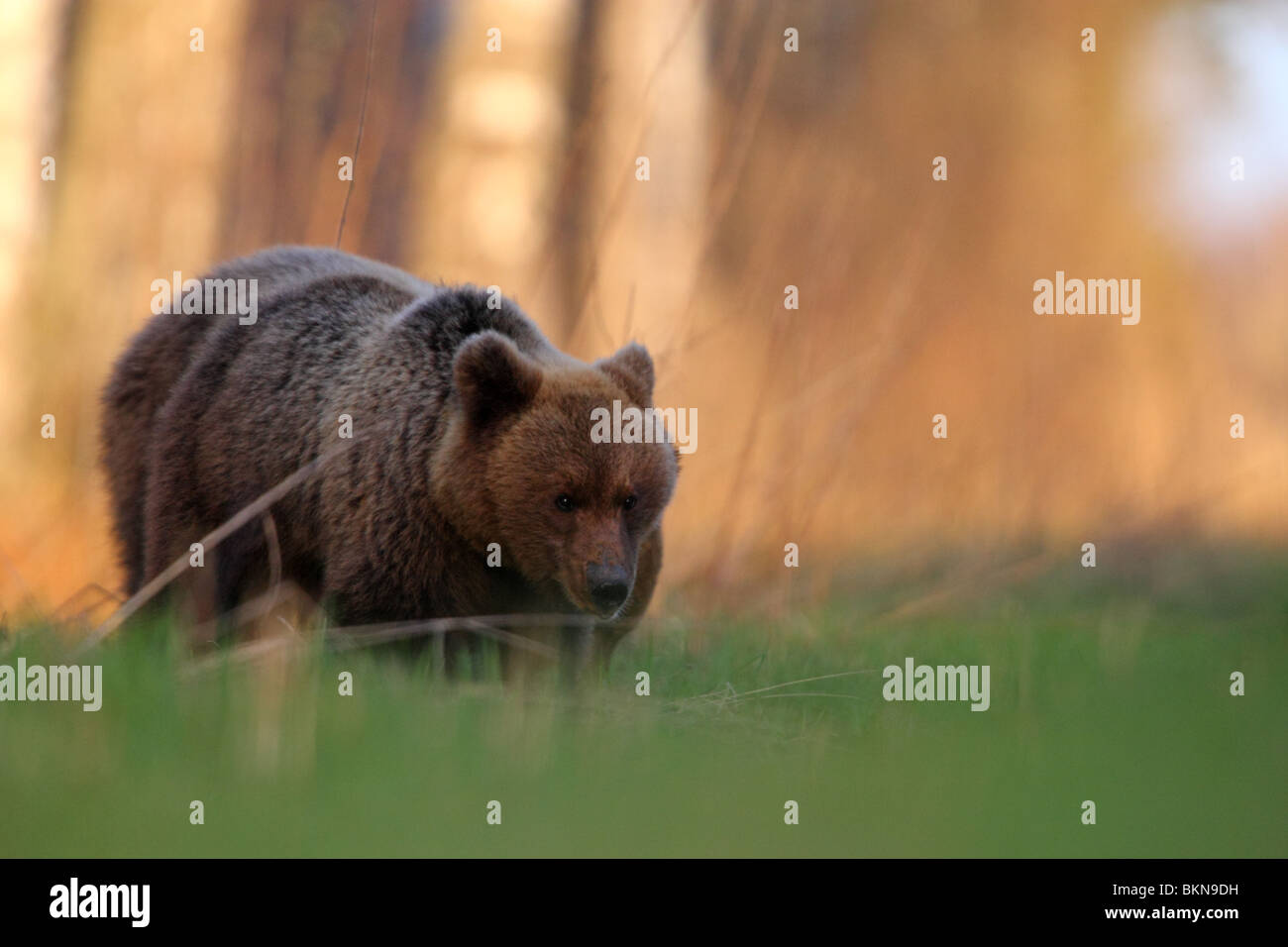 Unione l'orso bruno (Ursus arctos) Foto Stock