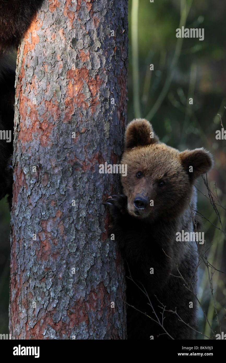 Unione l'orso bruno (Ursus arctos) salendo su un albero di pino. L'Estonia, l'Europa. Foto Stock