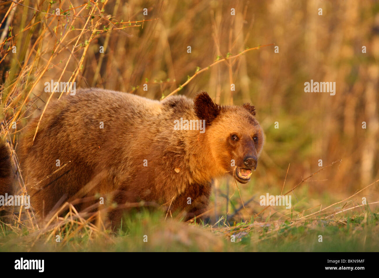 Unione l'orso bruno (Ursus arctos) nella luce dorata, maggio 2010. Estonia Foto Stock