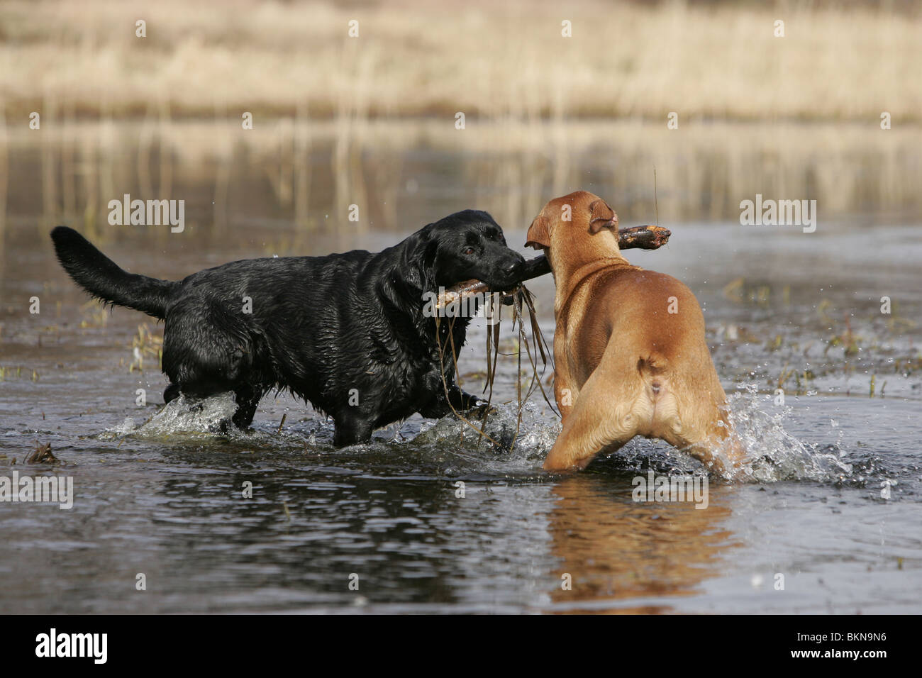 Boxer tedesco e Labrador Retriever Foto Stock