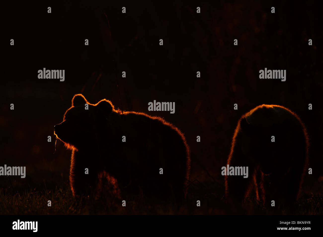 Due comunità l'orso bruno (Ursus arctos) stagliano al tramonto. Foto Stock