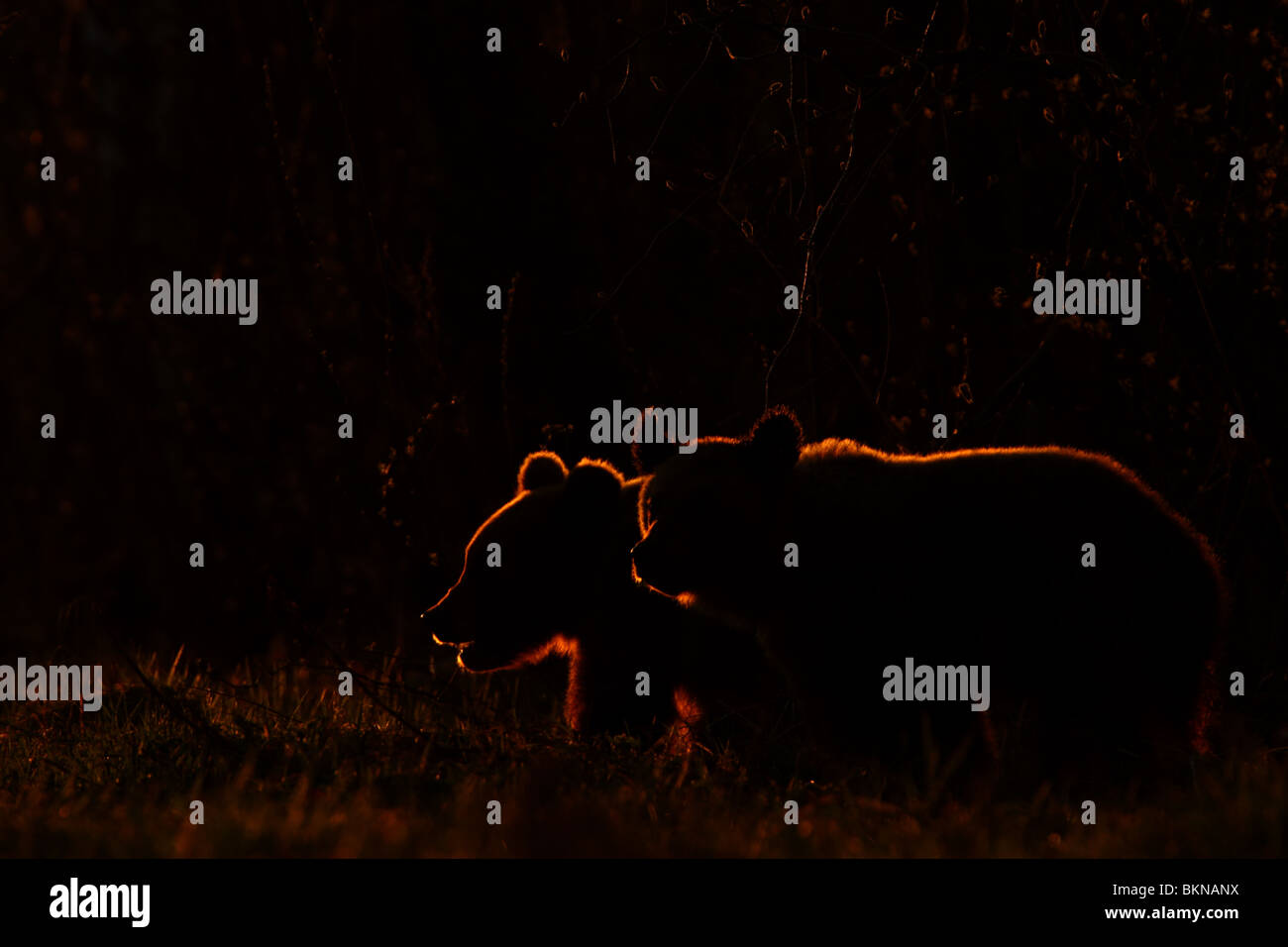 Unione l'orso bruno (Ursus arctos) stagliano al tramonto. Foto Stock
