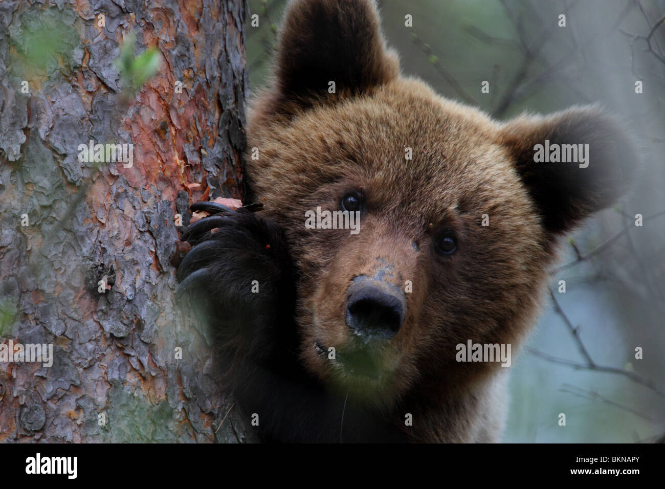 Unione l'orso bruno (Ursus arctos), ritratto. Molla, l'Estonia, l'Europa. Foto Stock
