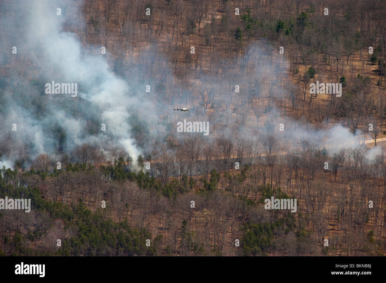 2000 acre prescritto masterizzare sul Huron-Manistee National Forest in Michigan STATI UNITI D'AMERICA, da Jeff Wickett/Dembinsky Foto Assoc Foto Stock
