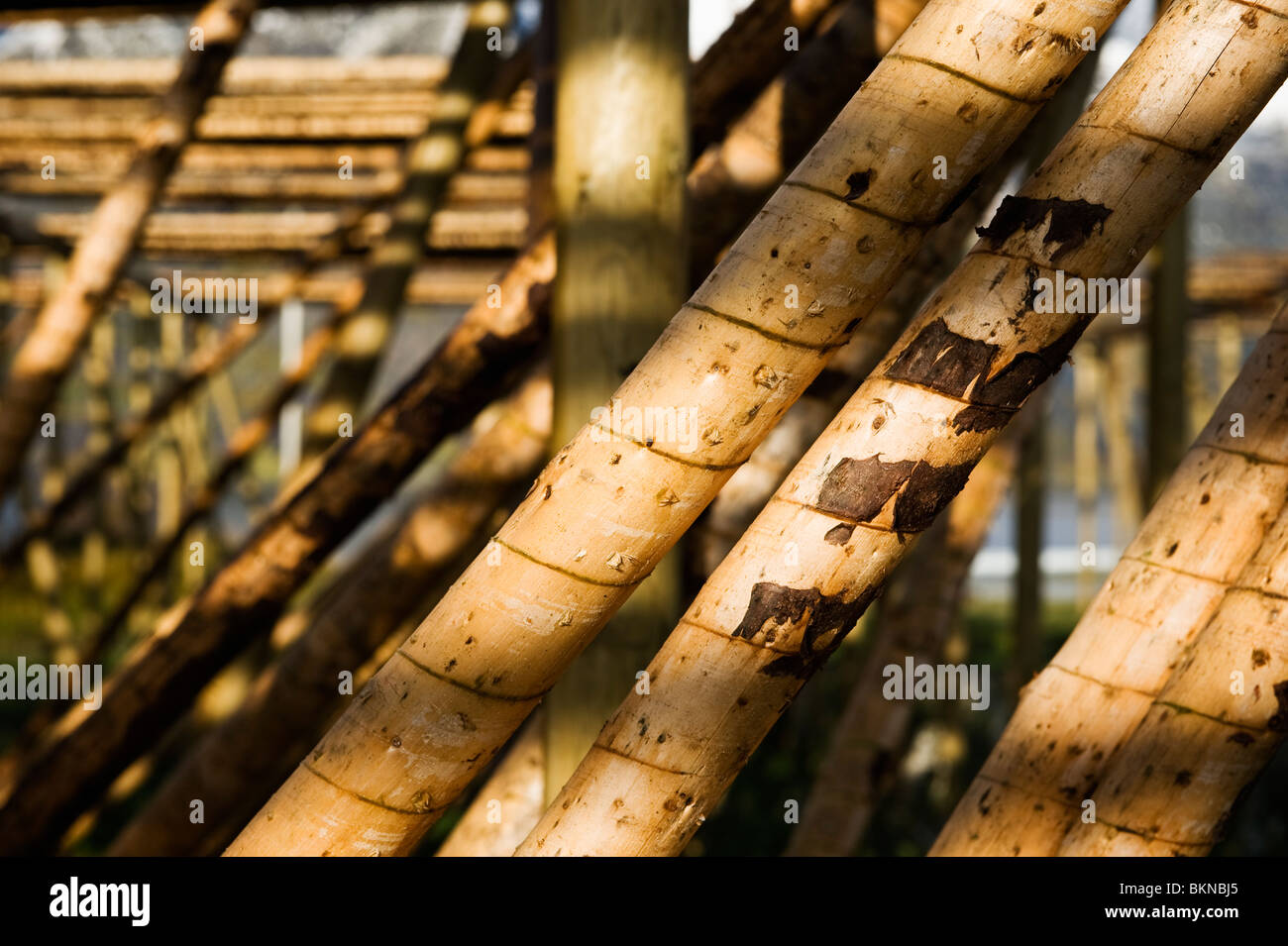 Pali di legno utilizzata per l'asciugatura di baccalà, isole Lofoten in Norvegia Foto Stock