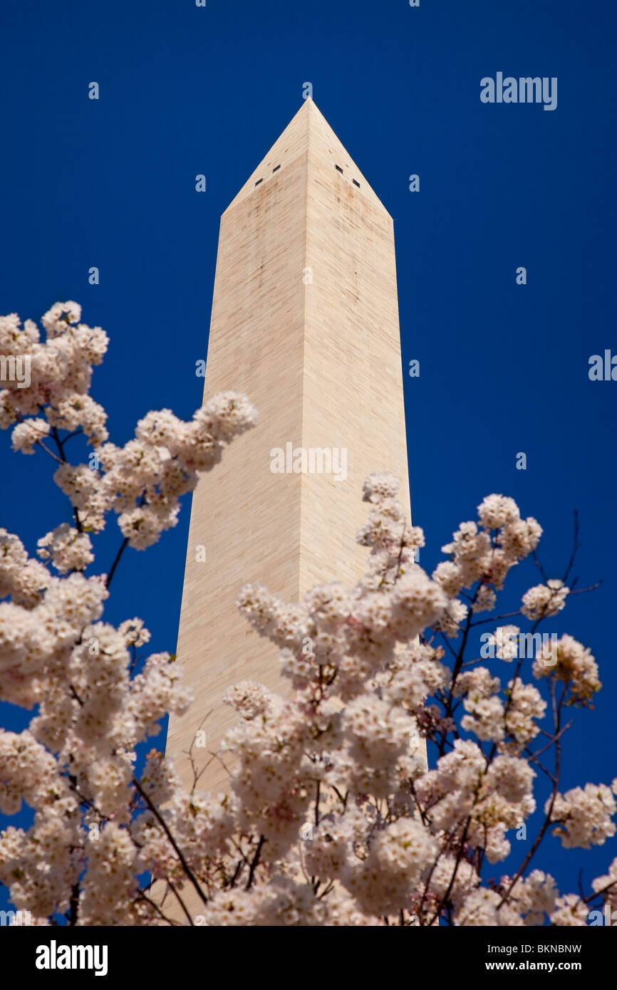Il Washington Monument towers al di sopra di ciliegi in fiore in primavera, Washington DC, Stati Uniti d'America Foto Stock