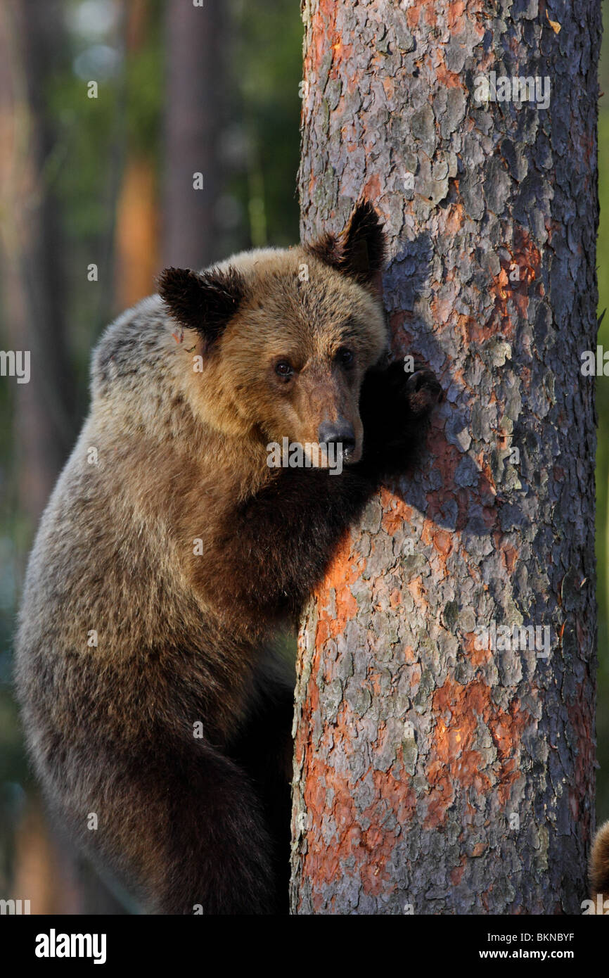 Unione l'orso bruno (Ursus arctos) salendo su un albero di pino. L'Estonia, l'Europa. Foto Stock