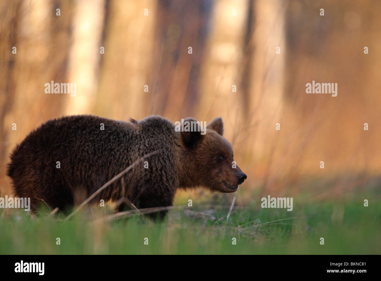 Unione l'orso bruno (Ursus arctos) Foto Stock