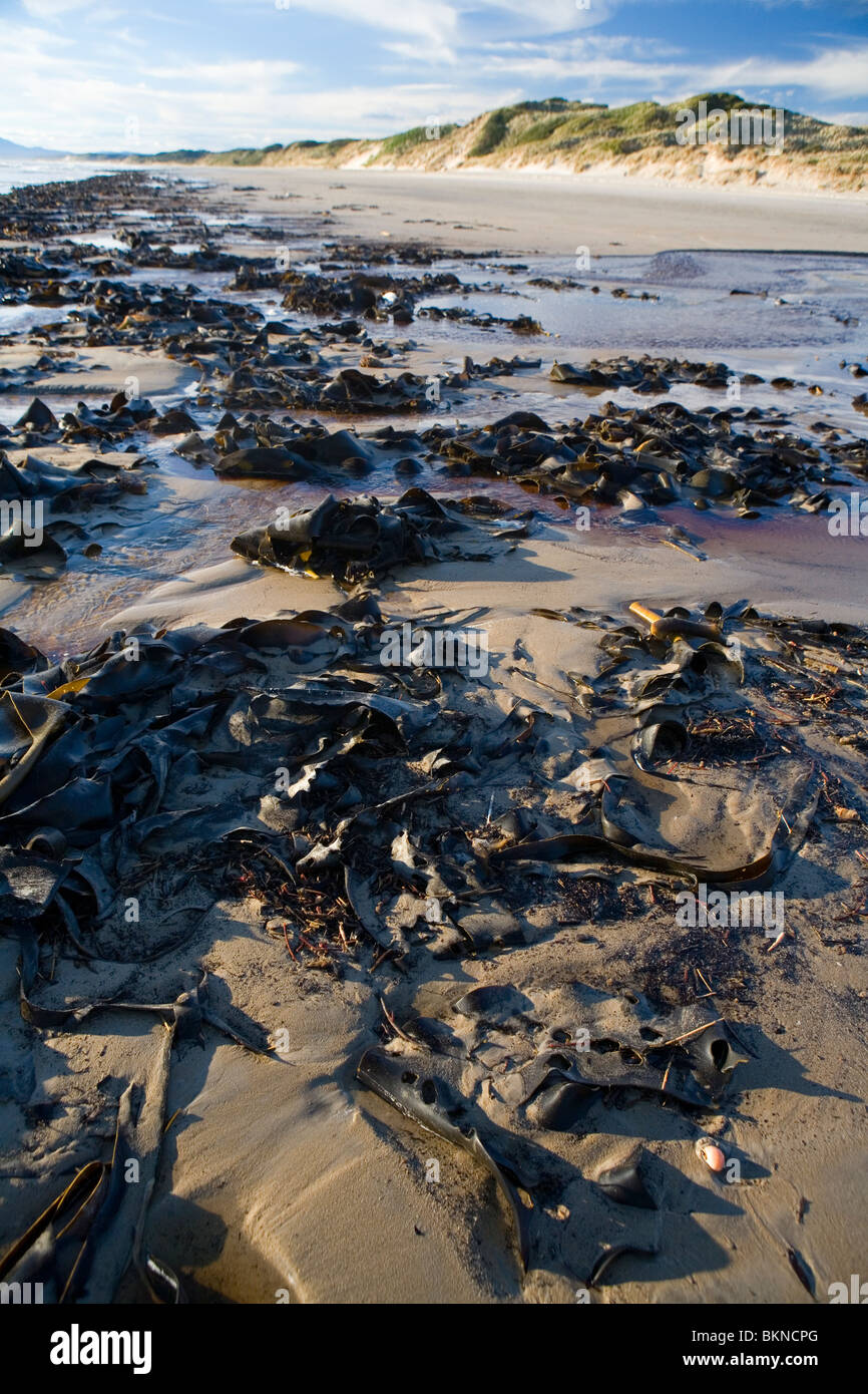 Kelp si è incagliata su Ocean Beach Foto Stock